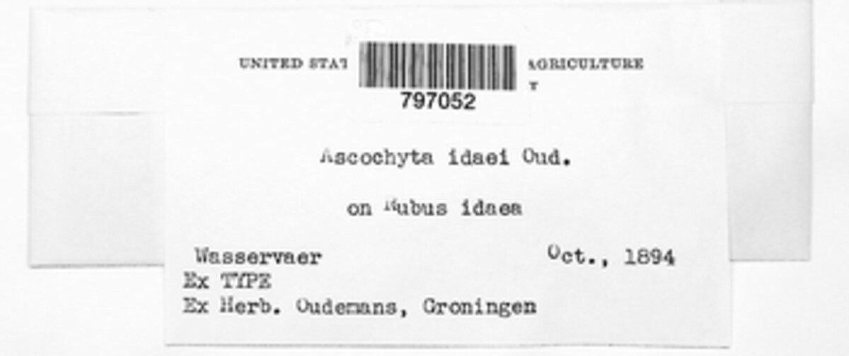 Diplodina idaei image